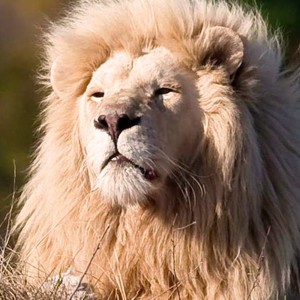 AAEAAQAAAAAAAAAAAAAAJGI2NGE1MTdiLTkzMDYtNDI4OC04ZjJlLTRjMzRiNjI3ZTA0OA AAEAAQAAAAAAAAAAAAAAJGI2NGE1MTdiLTkzMDYtNDI4OC04ZjJlLTRjMzRiNjI3ZTA0OA