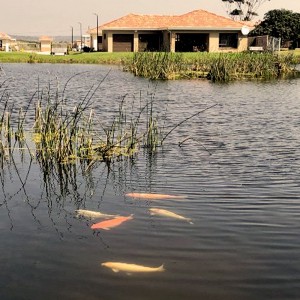 Waterside-Country-Village-Crossways-Village-Centre Waterside-Country-Village-Crossways-Village-Centre