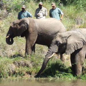 inkwenkwezi-private-game-reserve inkwenkwezi-private-game-reserve